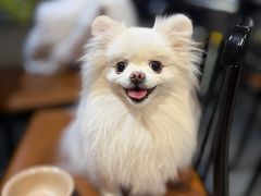 -四点金潮汕鲜牛肉火锅(金猴名居店)