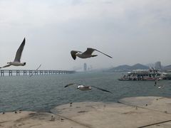 -星海湾跨海大桥