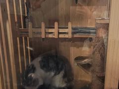 -Mr.Fox狐狸先生超级密室(南山店)