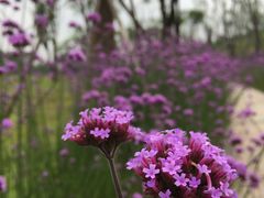 -白鹭湾湿地公园
