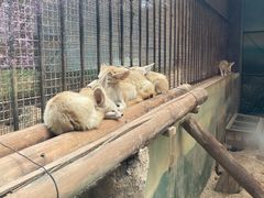 -昆明动物园