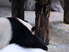 -广州长隆野生动物世界