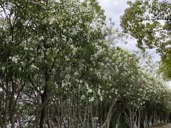 -荷塘月色湿地公园·向阳花洲