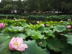 -陈家山荷花公园