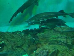 -太平洋海底世界