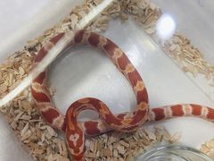 -华声天桥民俗文化园