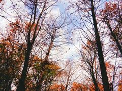 -上海海湾国家森林公园