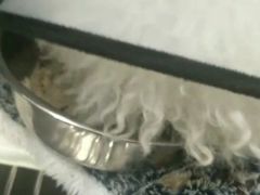-伟伟宠物医院·CT影像中心·瑞派犬猫综合性门诊(汉口总院)