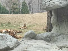 -北京野生动物园