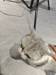 -極致刺青TATTOO STUDIO 私人订制