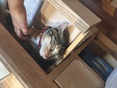 -猫的天空之城概念书店(杭州南宋御街店)