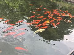 -八大山人梅湖景区