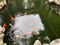 -鲤院·新中式美学·庭院餐厅(夫子庙店)