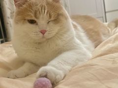 -菲丽丝宠物医院·24小时·猫科中心·免疫点(淮海分院)