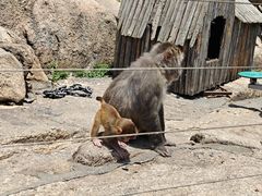 -西霞口神雕山野生动物世界
