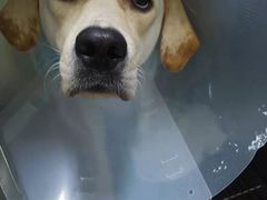 -康旭宠物医院(郑州总院)