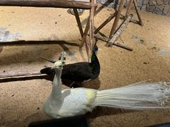 -绿色星球动物主题公园