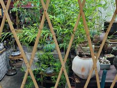 -花鸟鱼虫鲜花绿植市场(玉泉路店)