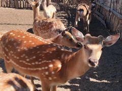 -塞罕坝国家级自然保护区