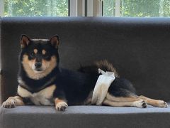 -南京Hallo宠物乐园·哈罗犬舍·柴犬繁育基地