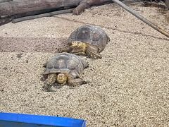 -哈尔滨北方森林动物园