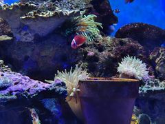 -左海海底世界