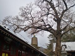-八大处公园