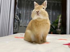 -宠物兔专门店(天丰利市场店)