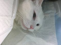 -纳吉亚猫专科动物诊疗中心(蒋宅口分院)