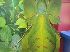 -上海昆虫博物馆