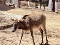 -青藏高原野生动物园