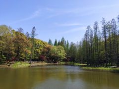 -上海滨江森林公园