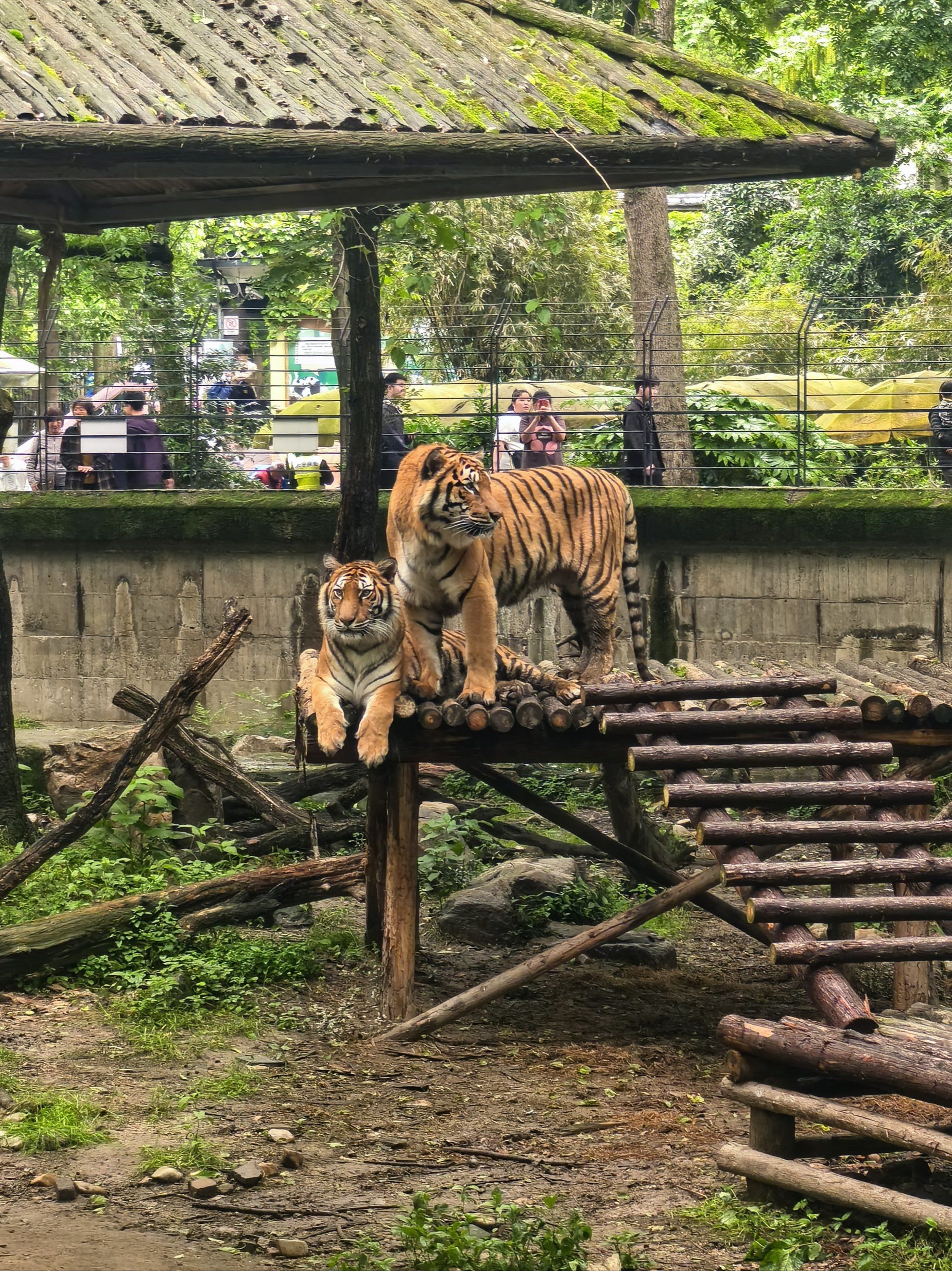 孩子百看不厌的动物园