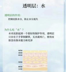 点击看大图 -玛莲朵·海菲秀冰珀科