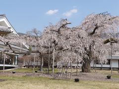 -醍醐寺