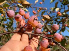 -永定河休闲森林公园