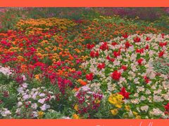 -深圳市中科院仙湖植物园