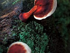 -海南热带雨林国家公园吊罗山景区