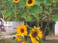 -玄武湖景区-情侣园游乐场