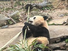-都江堰中华大熊猫苑