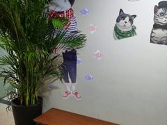 -东方名猫馆·英短金渐层布偶猫舍(环线广场1号楼店)