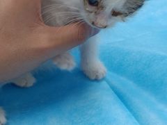 -欧奕国际动物医院