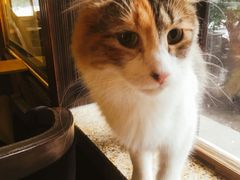 -more than meow吴止猫主题餐厅(承德 中船汇店)