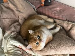 -喵zoo家庭繁育猫舍(尖东智能花园店)