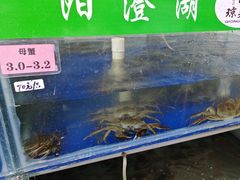 -阳澄湖大闸蟹·琼灵阁牌品牌连锁(吴中总店)