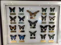 -上海昆虫博物馆