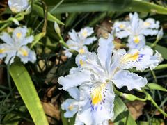 -新虹桥中心花园