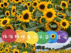 -野狸岛