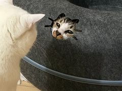 -博特宠物医院24h犬猫全科.骨科·异宠