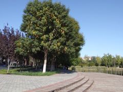 -永定河休闲森林公园